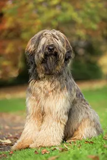 Briard: Dog - Briard / Berger de Brie