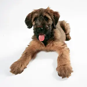 Briard: DOG - Briard / Berger de Brie puppy