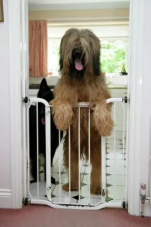 Briard: DOG - Briard dog behind baby gate, looking over