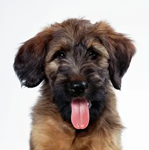 Briard: DOG - Briard Puppy, close-up of face
