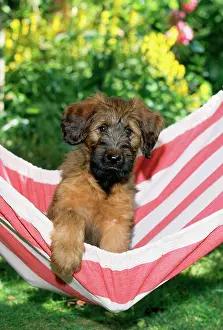 Briard: DOG - Briard puppy in hammock