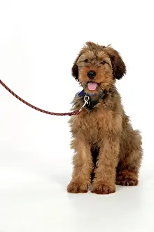 Briards: Dog - Briard puppy on a lead