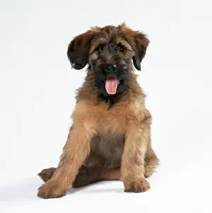 Briard: DOG - Briard Puppy sitting