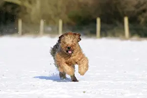 Briard: DOG. Briard running through the snow