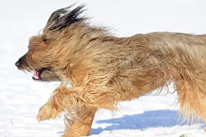 Briard: DOG. Briard running through the snow