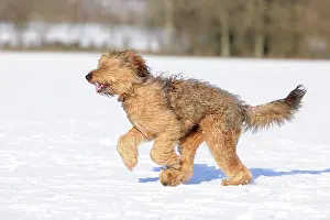 Briard: DOG. Briard running through the snow