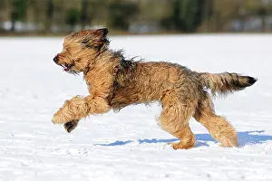 Briard: DOG. Briard running through the snow