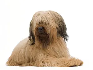 Briard: Dog - Briard Sheepdog