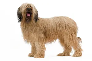 Briard: Dog - Briard Sheepdog