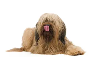 Briard: Dog - Briard Sheepdog