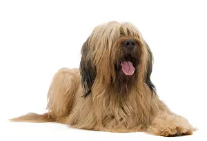 Briard: Dog - Briard Sheepdog