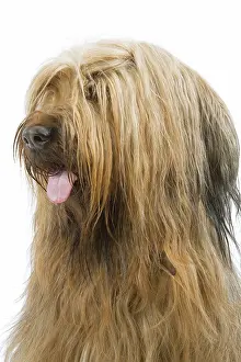 Briard: Dog - Briard Sheepdog