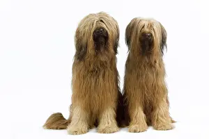 Briard: Dog - Briard Sheepdog