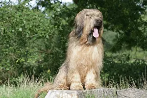 Briard: Dog - Briard sitting on tree stump with tongue sticking out