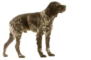 Epagneul: Dog - Brittany / Epagneul Breton 20 month old in studio