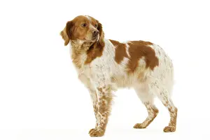 Epagneul: Dog - Brittany / Epagneul Breton