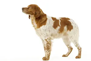 Epagneul: Dog - Brittany / Epagneul Breton