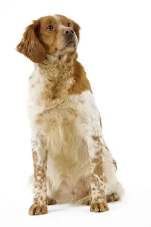 Epagneul: Dog - Brittany / Epagneul Breton
