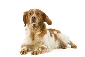 Epagneul: Dog - Brittany / Epagneul Breton