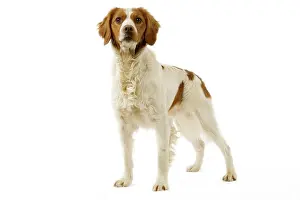 Epagneul: Dog - Brittany / Epagneul Breton