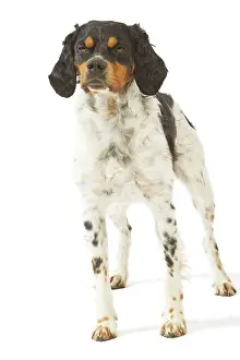 Epagneul: Dog - Brittany / Epagneul Breton