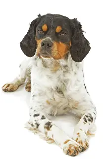 Epagneul: Dog - Brittany / Epagneul Breton