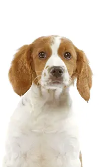 Epagneul: Dog - Brittany / Epagneul Breton