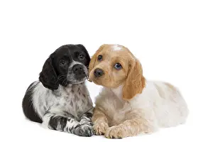 Epagneul: Dog - Brittany / Epagneul Breton puppies in studio