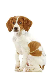 Epagneul: Dog - Brittany / Epagneul Breton - puppy