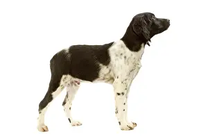 Epagneul: Dog - Brittany / Epagneul Breton - puppy