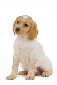 Epagneul: Dog - Brittany / Epagneul Breton puppy