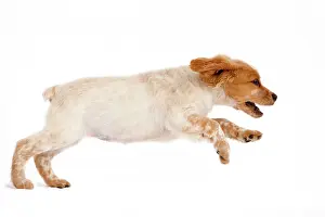 Epagneul: Dog - Brittany / Epagneul Breton puppy running in studio