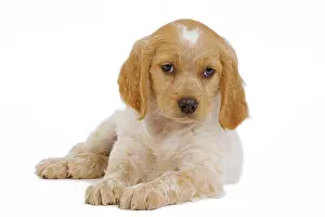 Epagneul: Dog - Brittany / Epagneul Breton puppy in studio