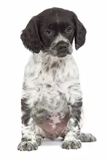 Epagneul: Dog - Brittany / Epagneul Breton puppy in studio