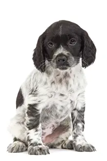 Epagneul: Dog - Brittany / Epagneul Breton puppy in studio