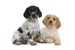 Epagneul: Dog - Brittany / Epagneul Breton puppy in studio