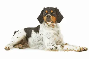 Epagneul: Dog - Brittany / Epagneul Breton - in studio