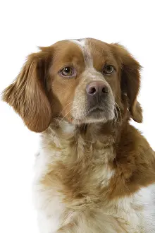 Epagneul: Dog - Brittany / Epagneul Breton in studio