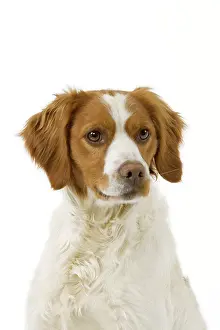 Epagneul: Dog - Brittany / Epagneul Breton in studio