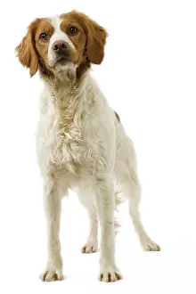 Epagneul: Dog - Brittany / Epagneul Breton in studio