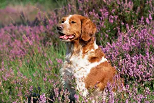 Epagneul: DOG - Brittany in heather