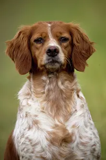 Brittany: Dog Brittany Spaniel