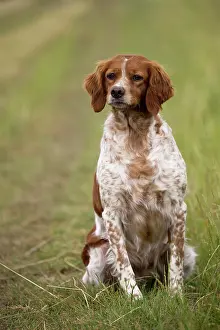 Brittany: Dog Brittany Spaniel