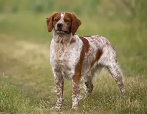Brittany: Dog Brittany Spaniel