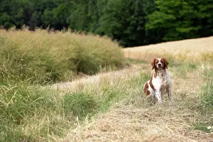 Brittany: Dog Brittany Spaniel