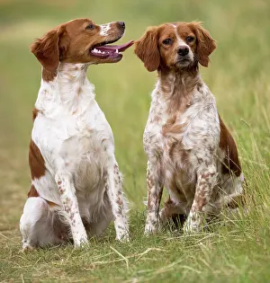 Brittany: Dog Brittany Spaniel