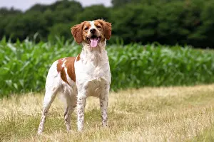 Brittany: Dog Brittany Spaniel with mouth open