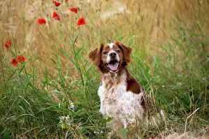 Brittany: Dog Brittany Spaniel mouth open with poppies