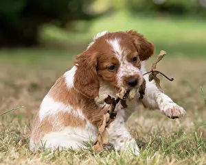 Chewing: Dog Brittany Spaniel puppy
