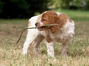 Chewing: Dog Brittany Spaniel puppy